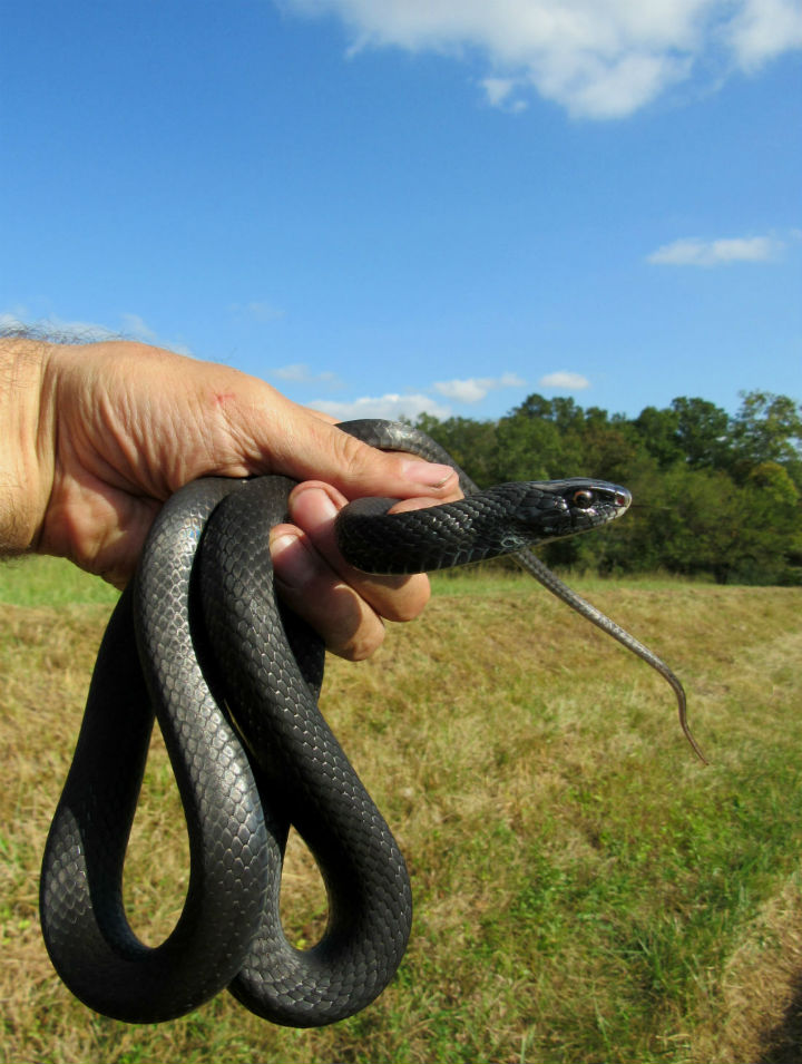 Black Racer